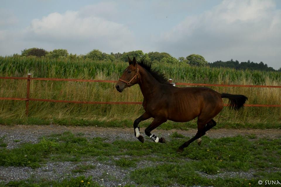 Anden særlig race DP Dumbledore billede 10