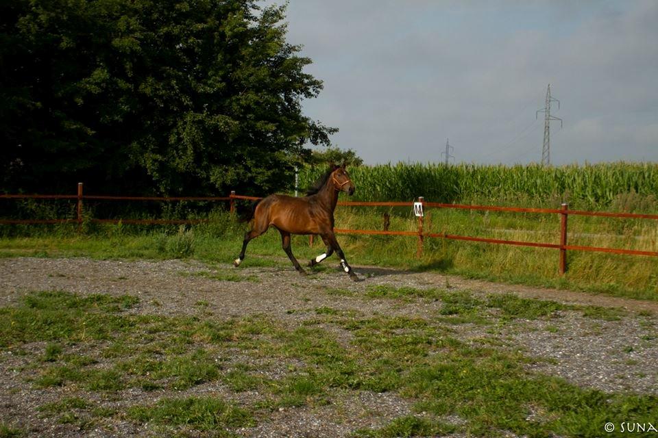 Anden særlig race DP Dumbledore billede 11