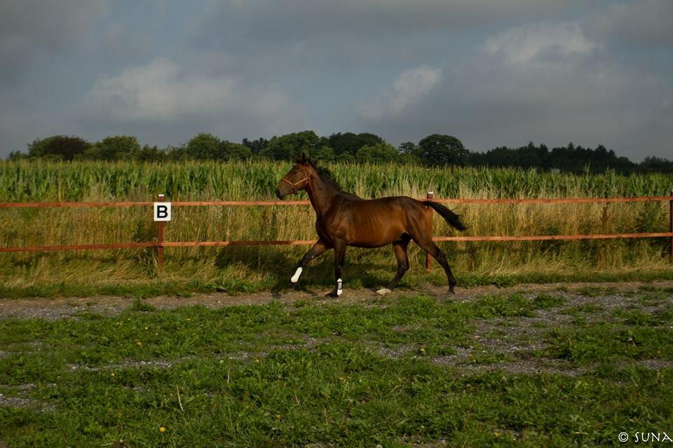 Anden særlig race DP Dumbledore billede 12