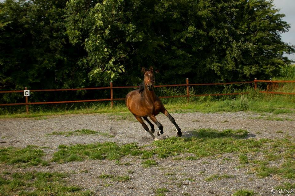 Anden særlig race DP Dumbledore billede 13