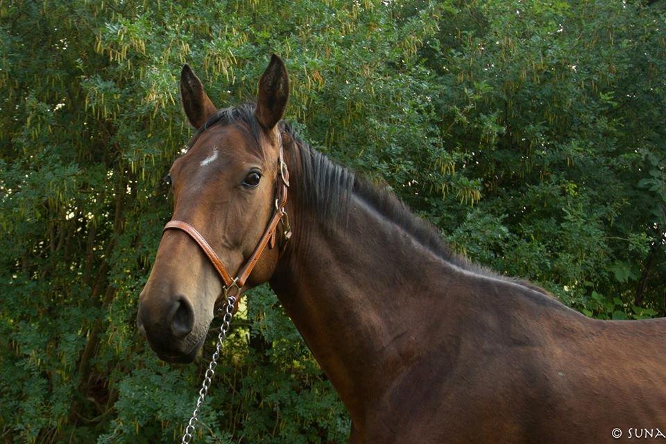 Anden særlig race DP Dumbledore billede 14