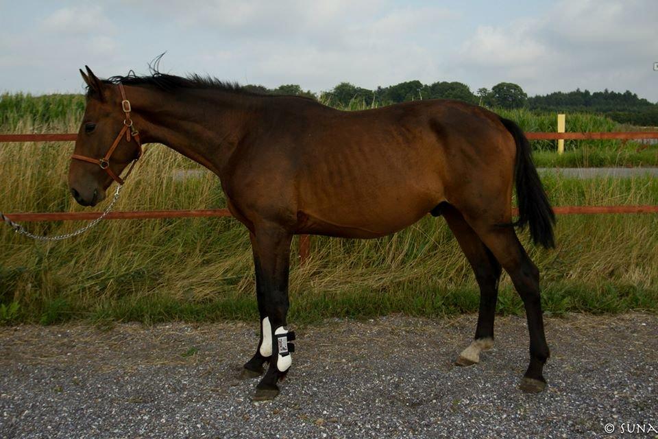 Anden særlig race DP Dumbledore billede 15