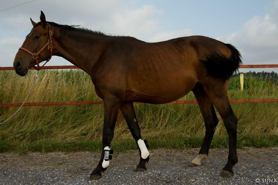 Anden særlig race DP Dumbledore billede 16