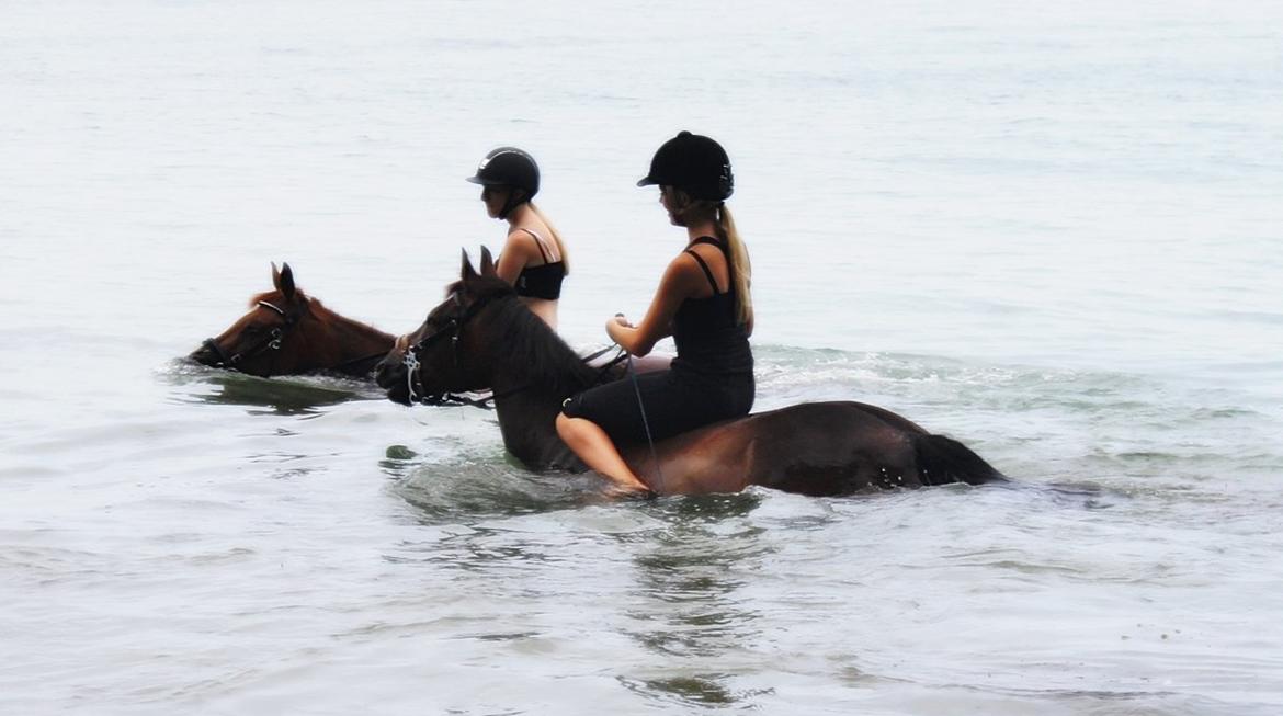 Anden særlig race Clements Penelope billede 30