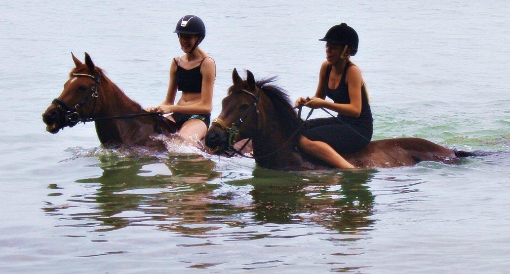 Anden særlig race Clements Penelope billede 31