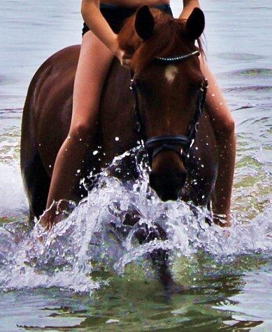 Anden særlig race Clements Penelope billede 19