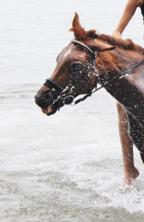 Anden særlig race Clements Penelope billede 27