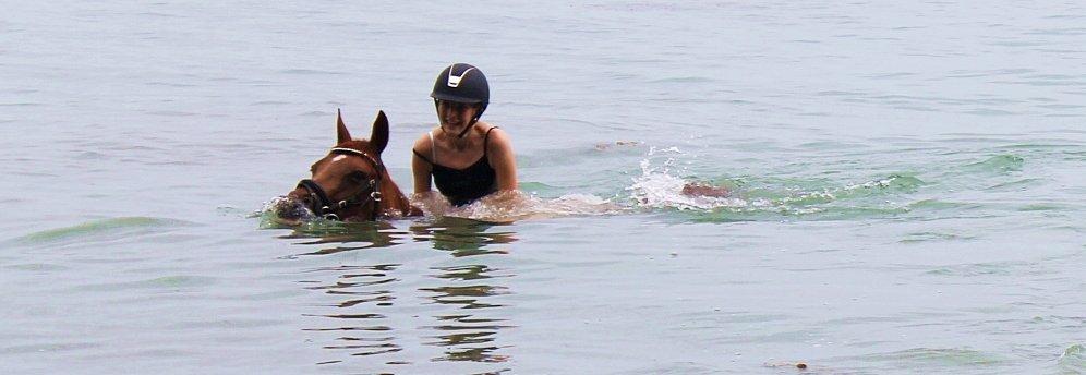 Anden særlig race Clements Penelope billede 7