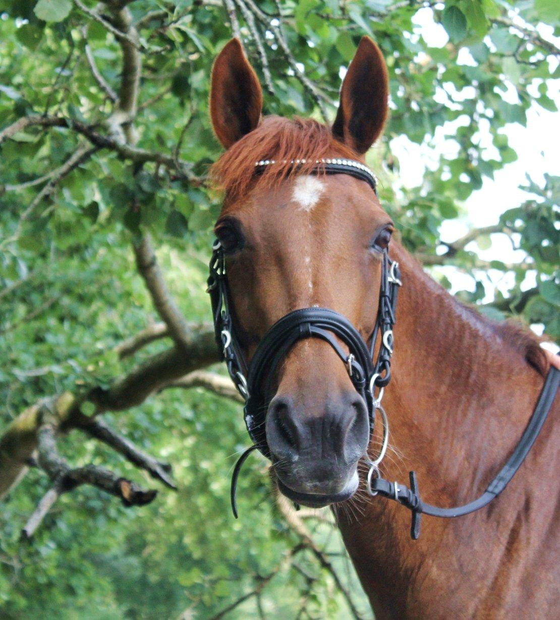 Anden særlig race Clements Penelope billede 33