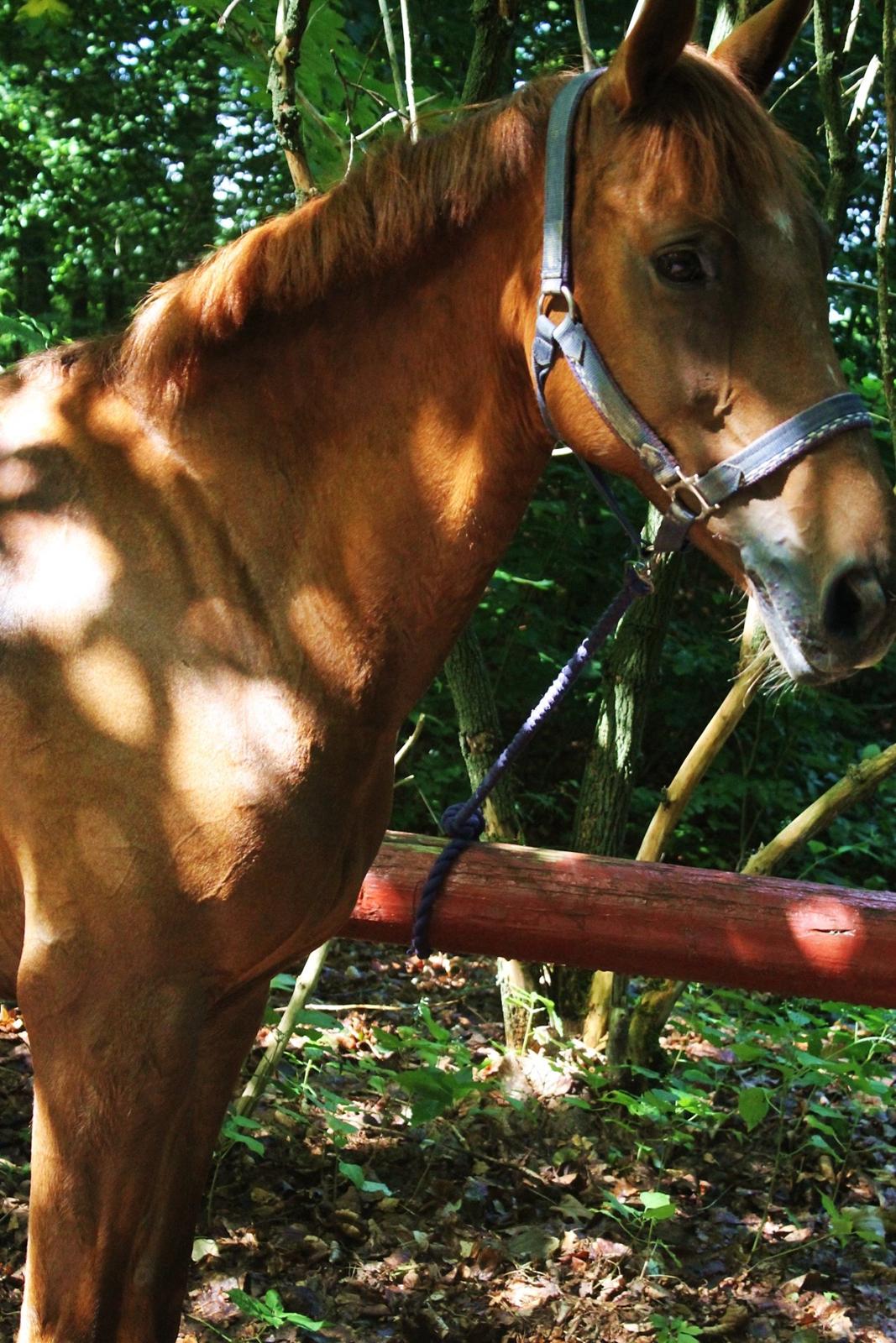 Anden særlig race Clements Penelope billede 34