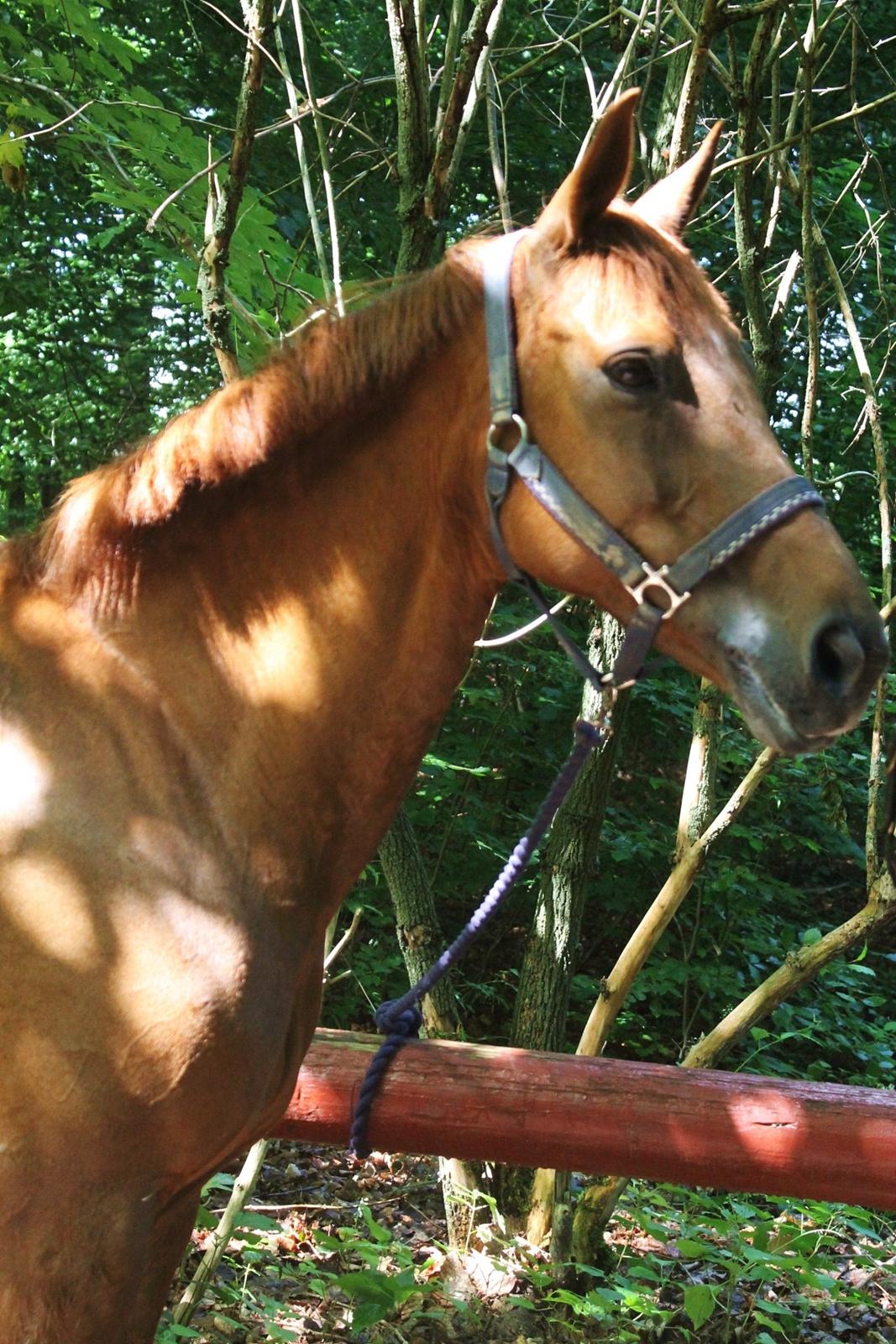 Anden særlig race Clements Penelope billede 25