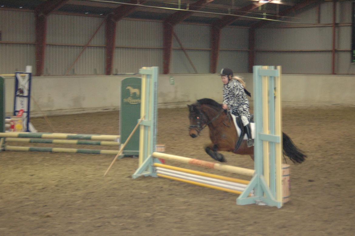 Anden særlig race Joker - Fastelavnsstævne:-) billede 13