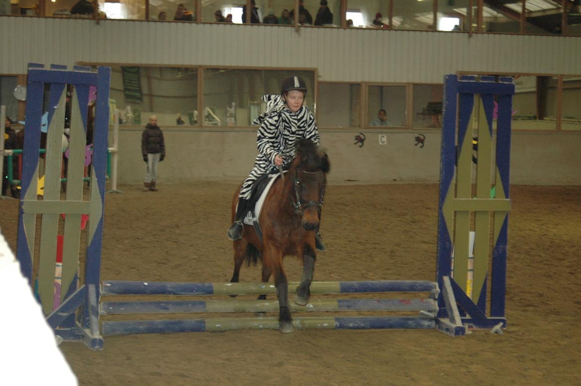 Anden særlig race Joker - Fastelavnsstævne... igen...:-) billede 14