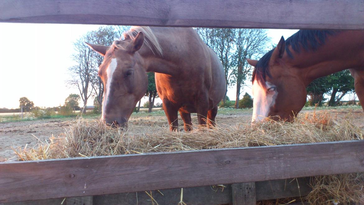 Palomino Golden Evolet billede 18