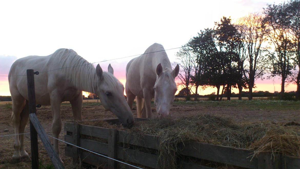 Palomino Sun Dancer billede 17