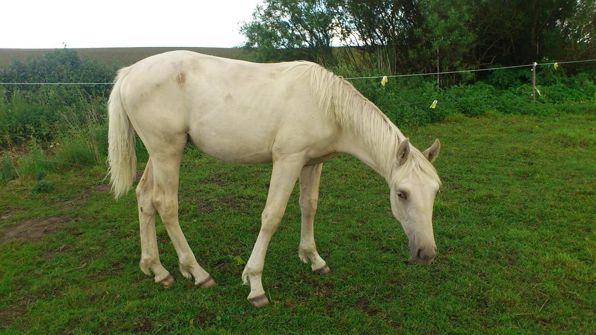 Palomino Sun Dancer billede 18