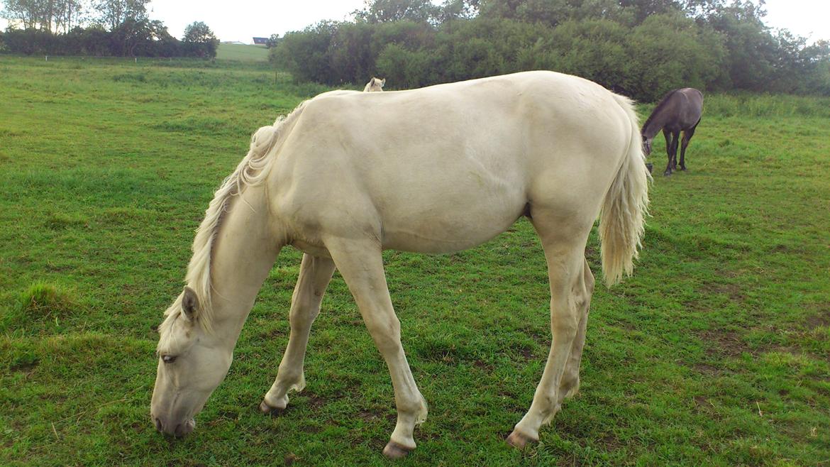 Palomino Sun Dancer billede 19