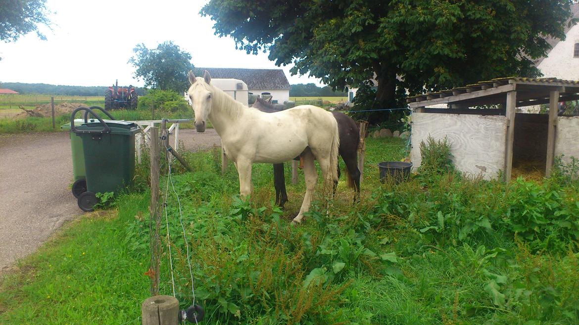 Palomino Sun Dancer billede 20