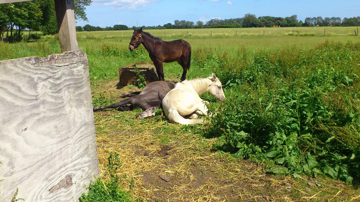 Palomino Sun Dancer billede 21