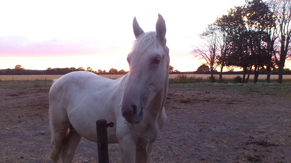 Palomino Sun Dancer billede 22