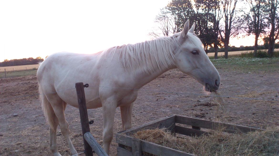 Palomino Sun Dancer billede 23