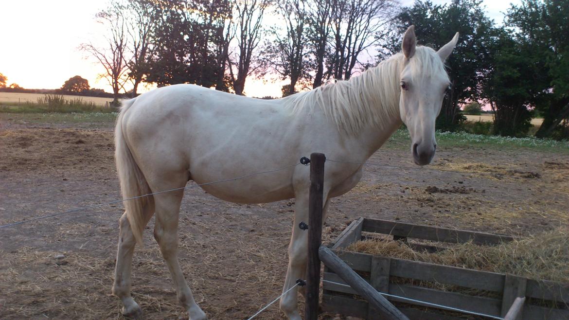 Palomino Sun Dancer billede 24