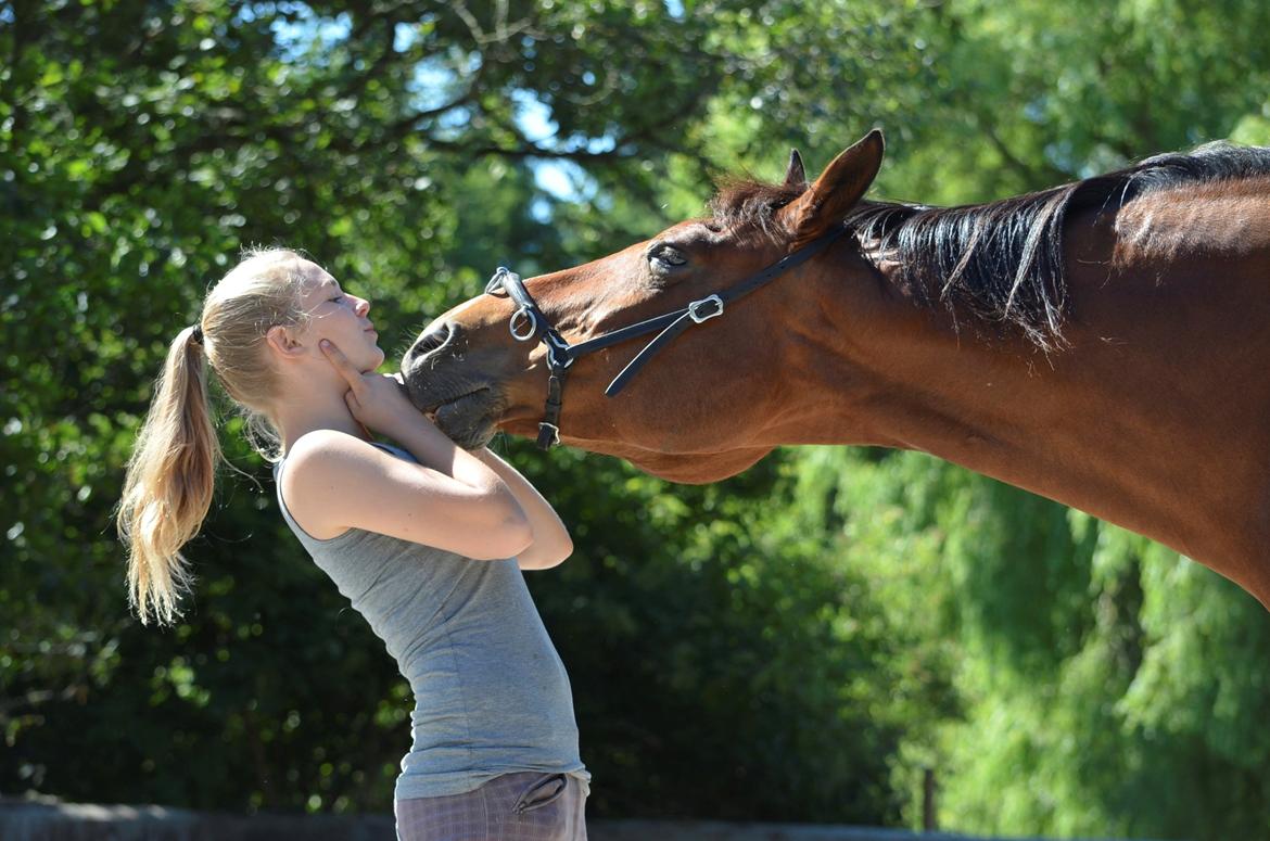 Dansk Varmblod Akeleje<3 With a heart of gold<3 - så skal der kysses :P
 billede 11