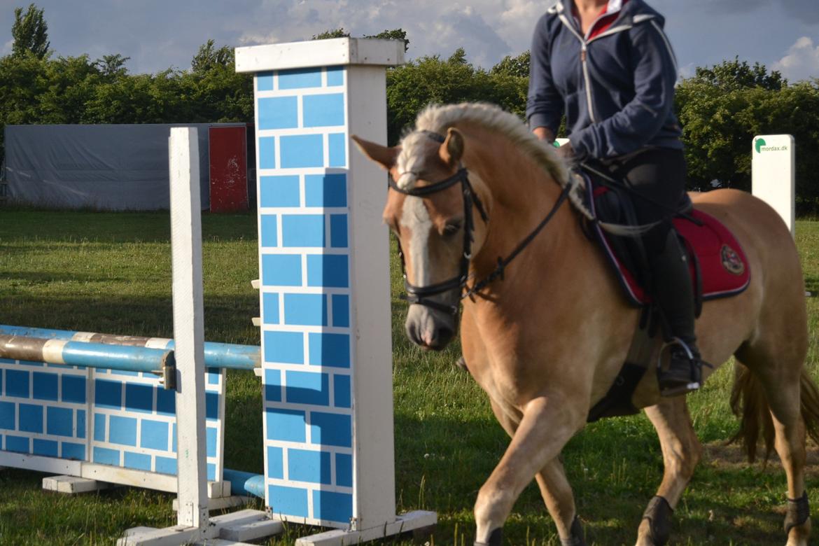 Haflinger Nyegaards Nascha - Opvarmning billede 8