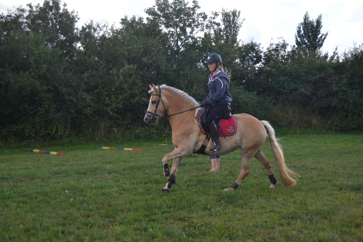 Haflinger Nyegaards Nascha billede 9