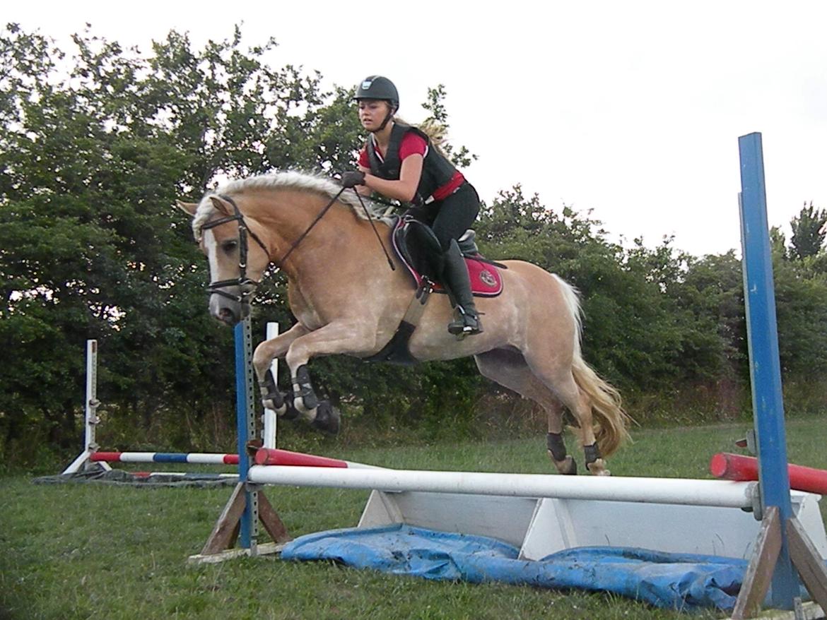 Haflinger Nyegaards Nascha - Spring ved Jette billede 10