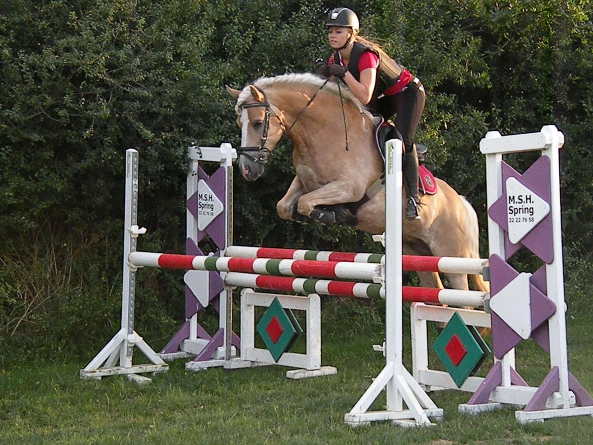 Haflinger Nyegaards Nascha - En lille LA, seje Haffer laf billede 7
