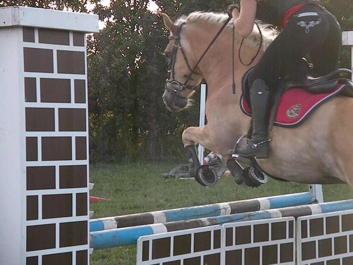 Haflinger Nyegaards Nascha billede 11