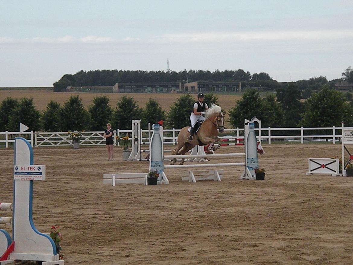 Haflinger Nyegaards Nascha - Første LB, og nul billede 12