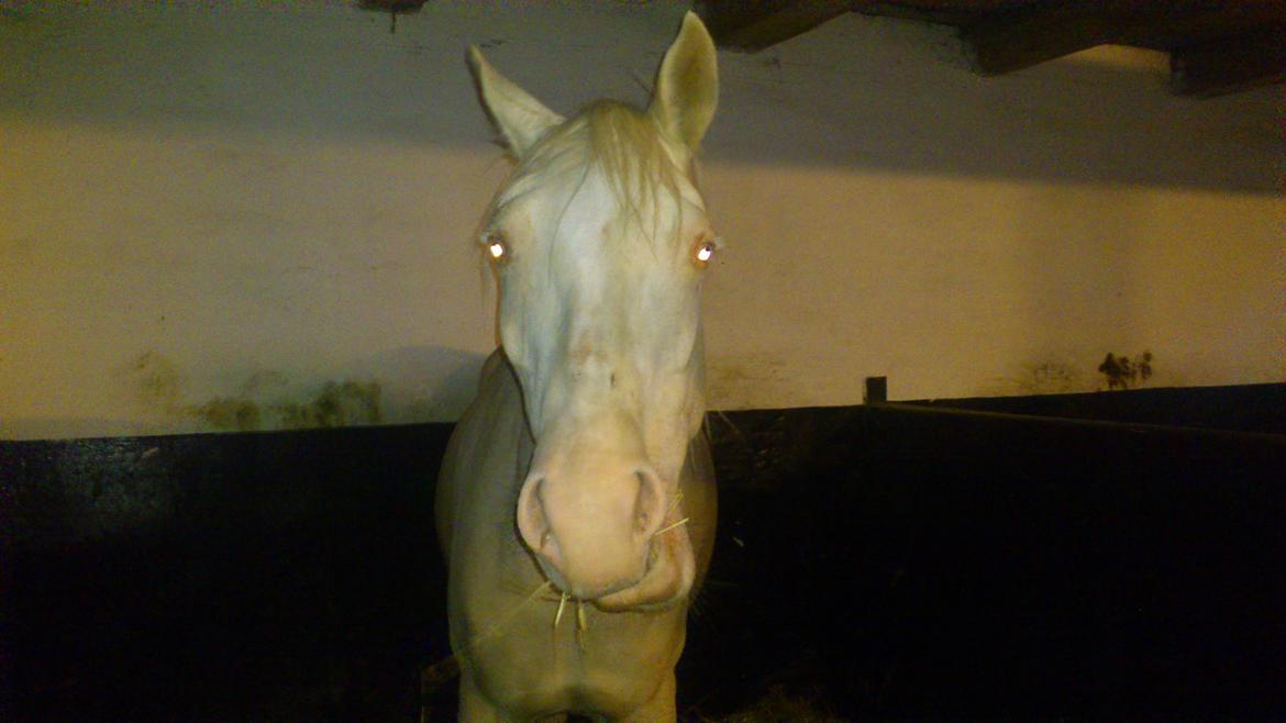 Palomino Groovy Day billede 3