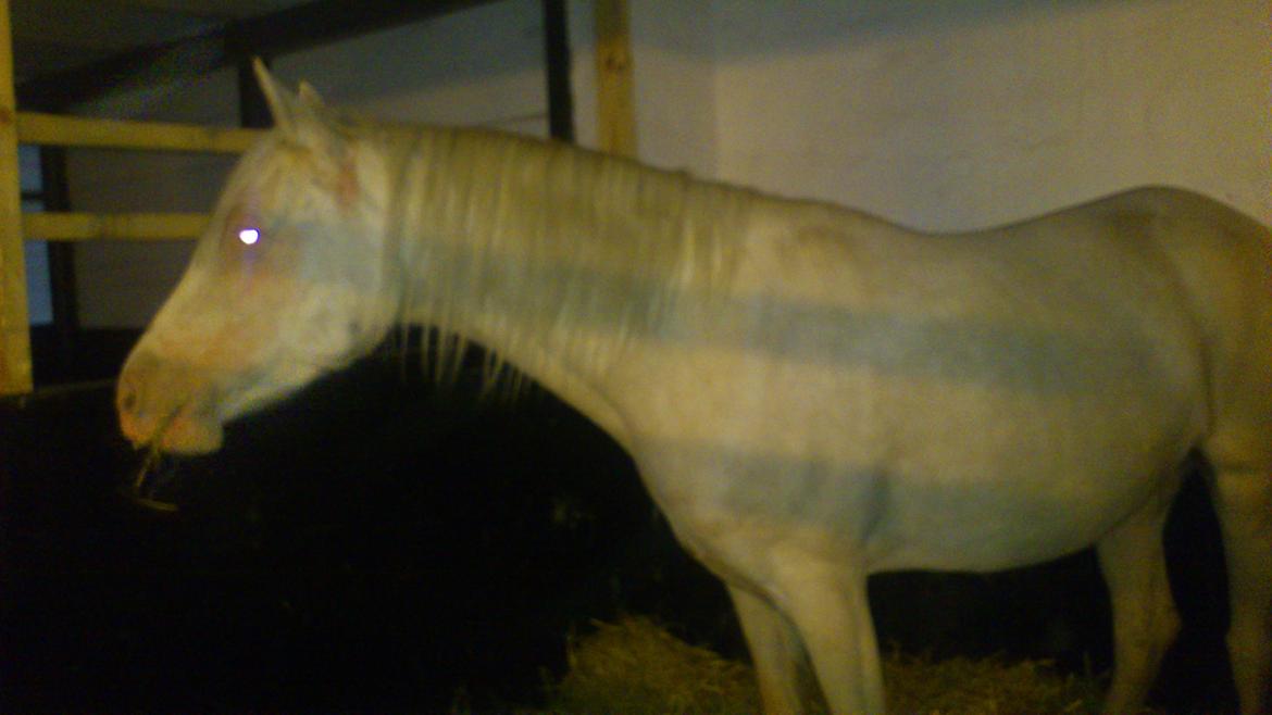 Palomino Groovy Day billede 4