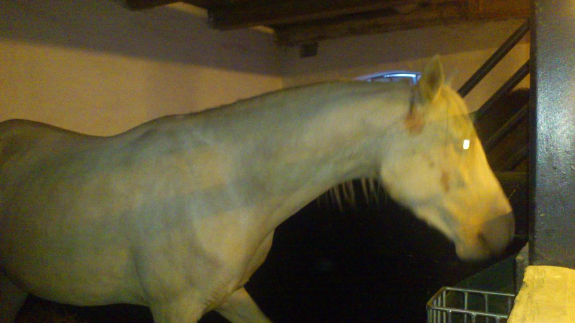 Palomino Groovy Day billede 5