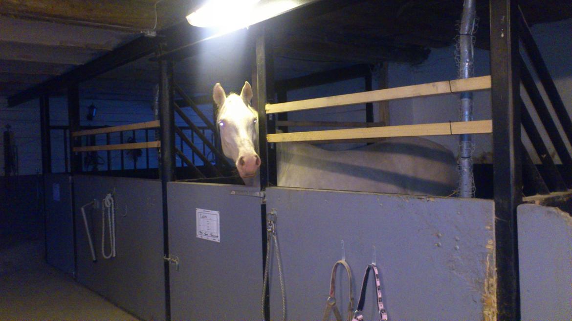 Palomino Groovy Day billede 6