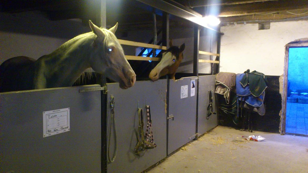 Palomino Groovy Day billede 7