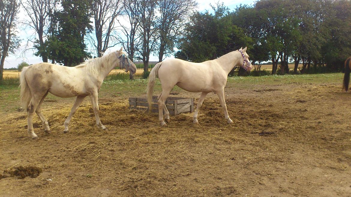 Palomino Groovy Day billede 8