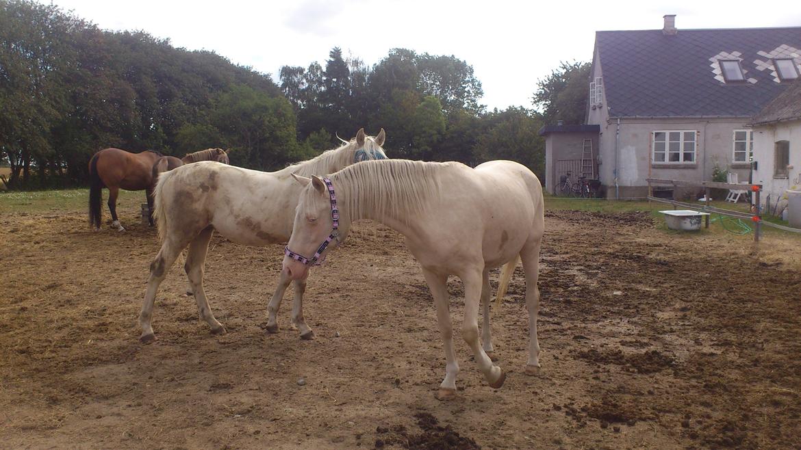 Palomino Groovy Day billede 9