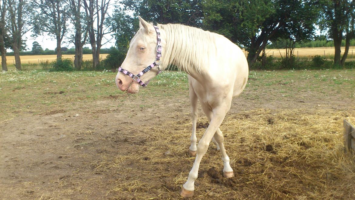 Palomino Groovy Day billede 10