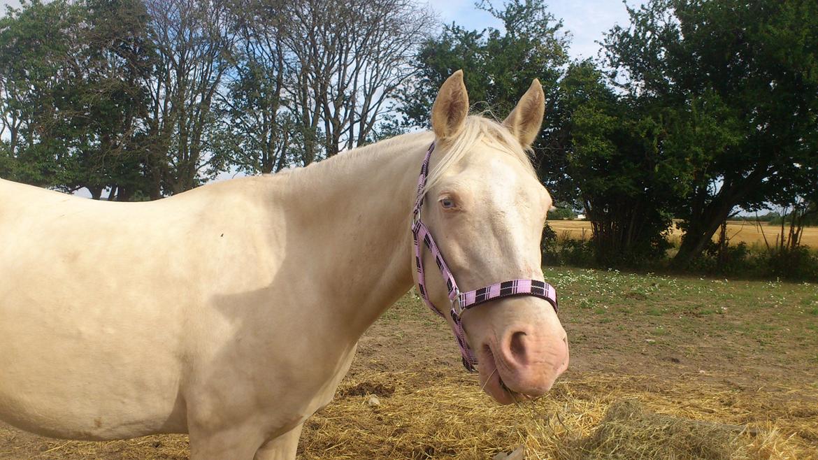 Palomino Groovy Day billede 2