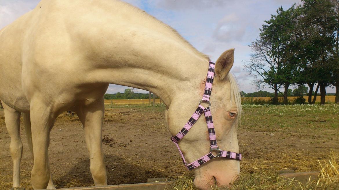 Palomino Groovy Day billede 11