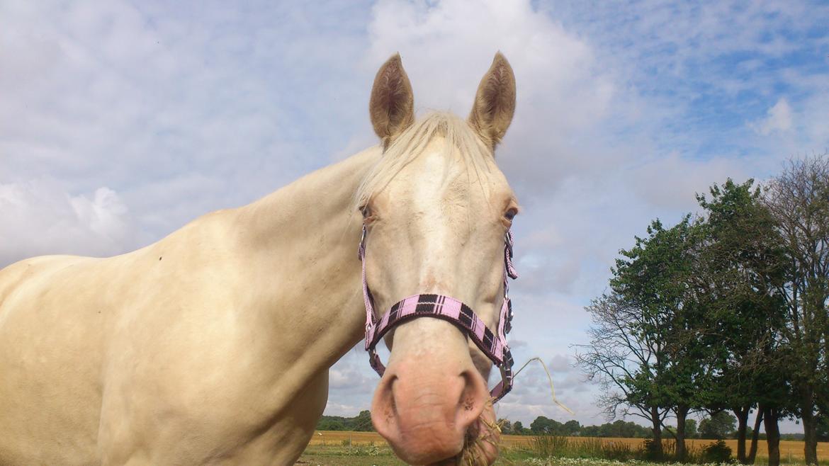 Palomino Groovy Day billede 12