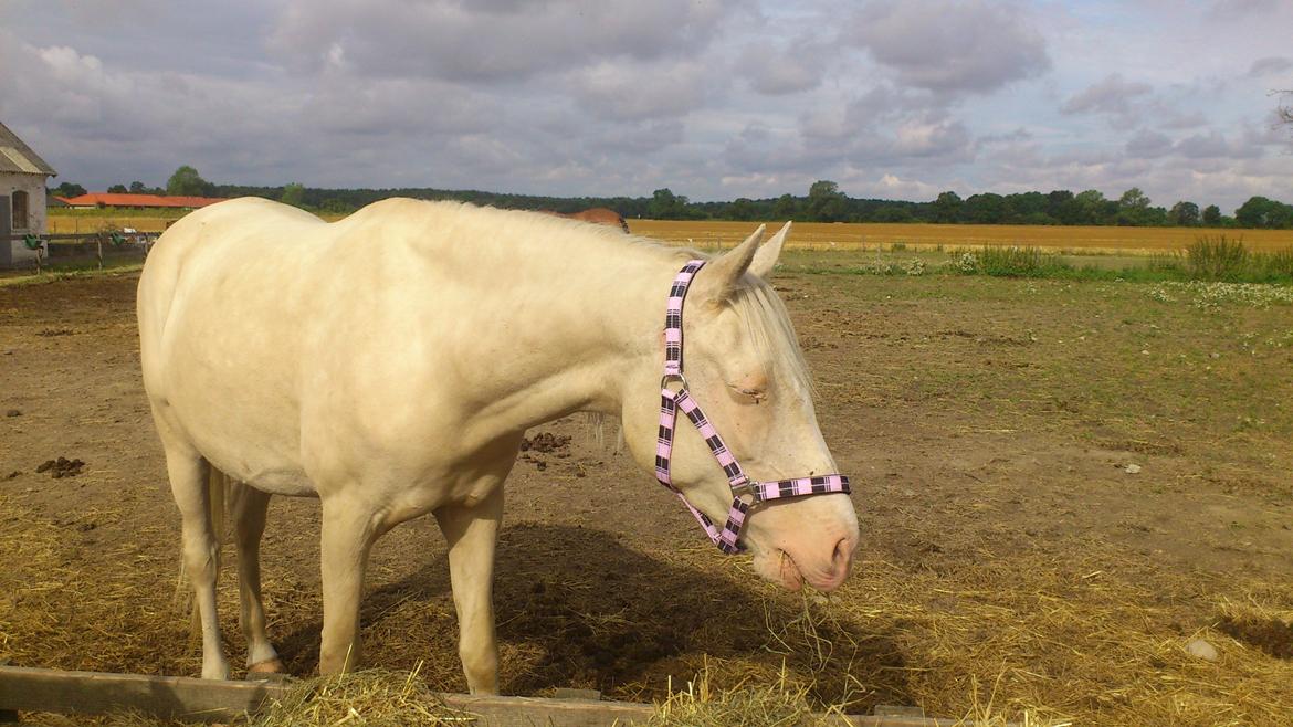 Palomino Groovy Day billede 13