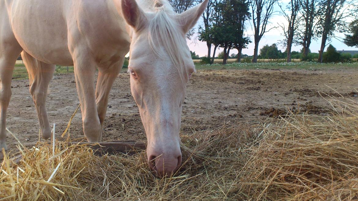 Palomino Groovy Day billede 14