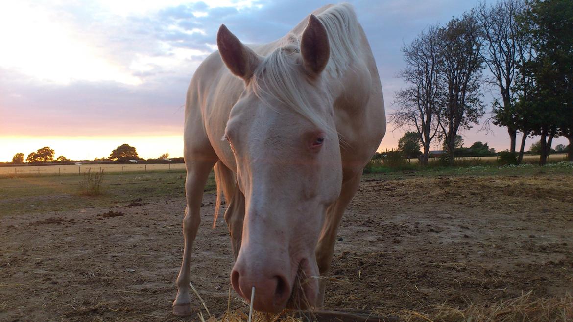 Palomino Groovy Day billede 15