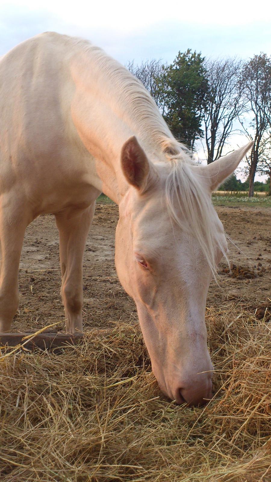 Palomino Groovy Day billede 16