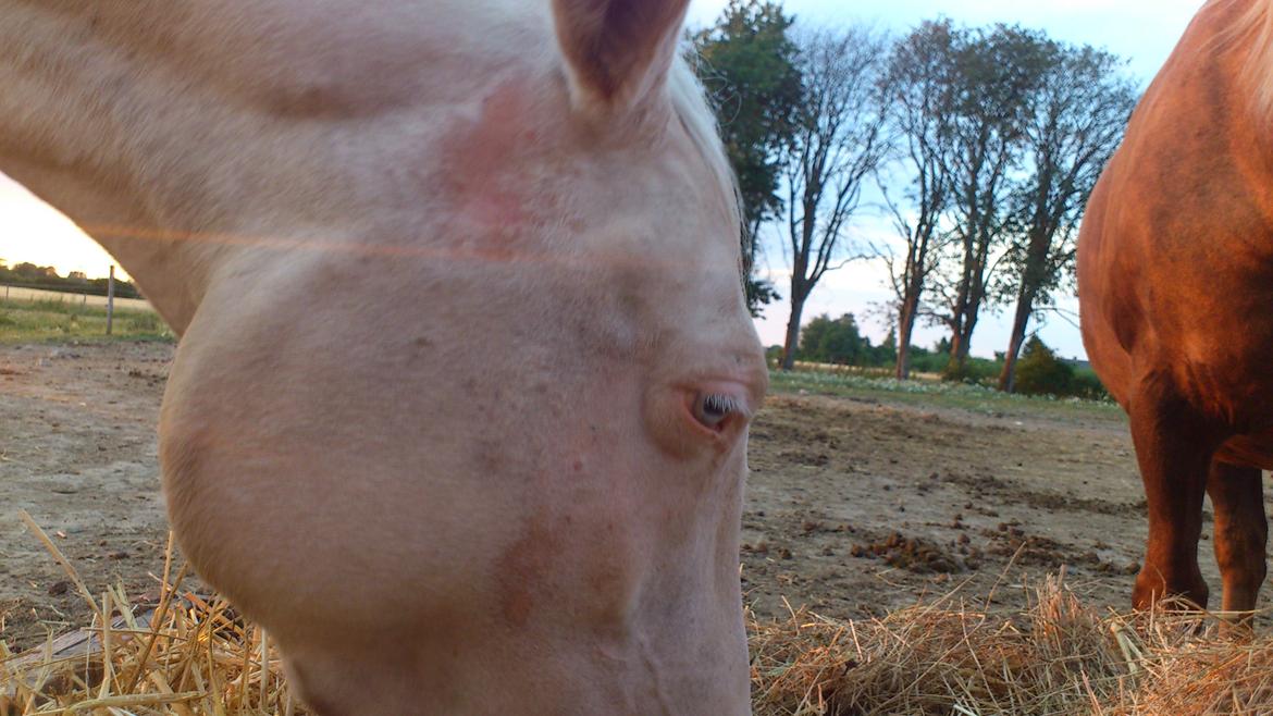 Palomino Groovy Day billede 17