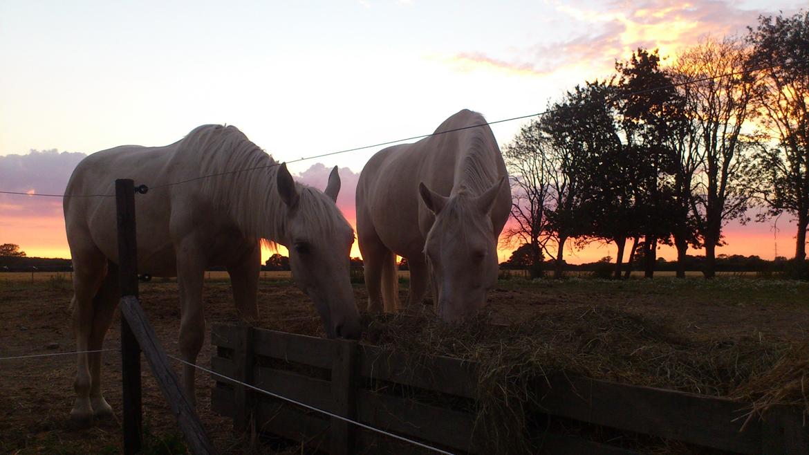 Palomino Groovy Day billede 19